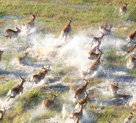 Okavango Delta