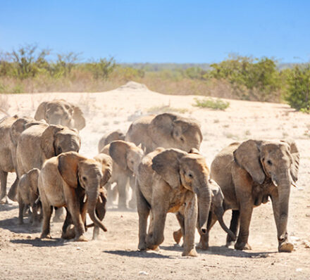 Damaraland / Etosha National Park
