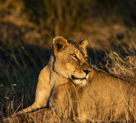KRUGER