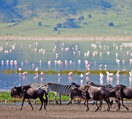 Ngorongoro
