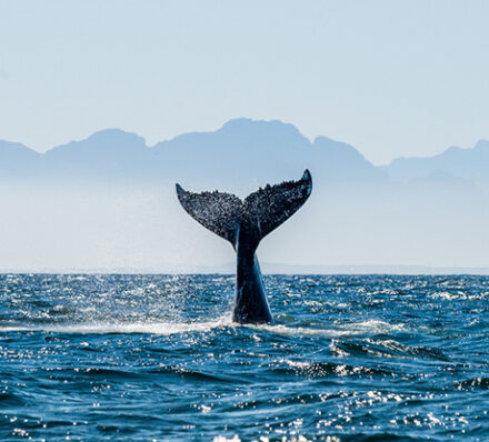 Oudtshoorn / Whale Coast