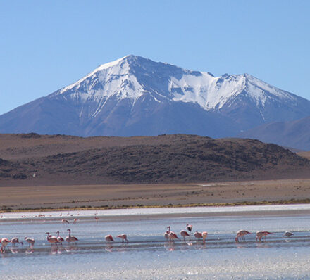 ATACAMA / HEDIONDA