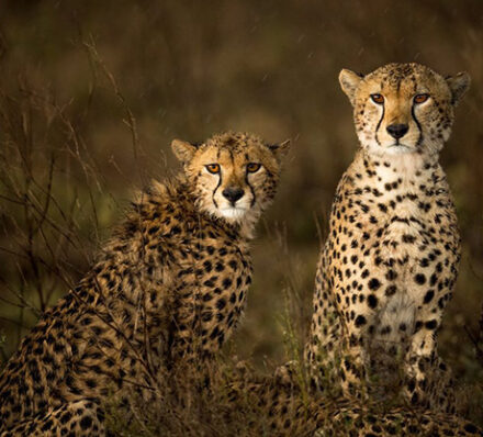 Departure from Serengeti