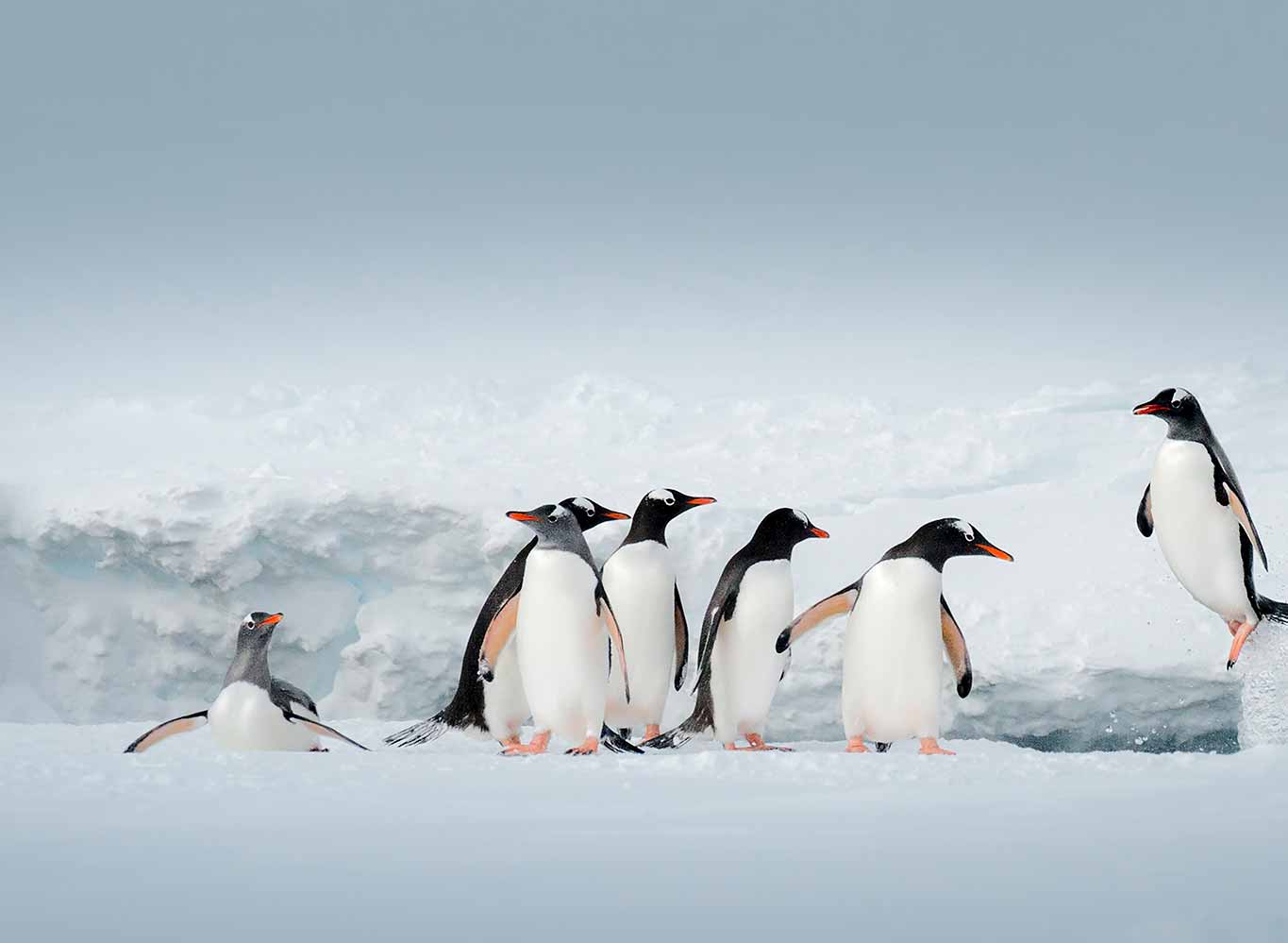 Gentoo Penguins near Danco Island, Antarctica