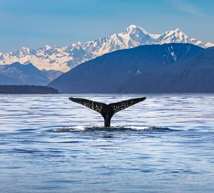 Seward - Kenai Fjords National Park Alaska