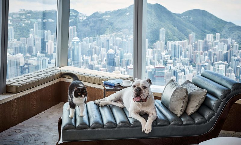 Ritz Carlton Hong Kong Pet Friendly Ritz Carlton Hong Kong Pet Friendly