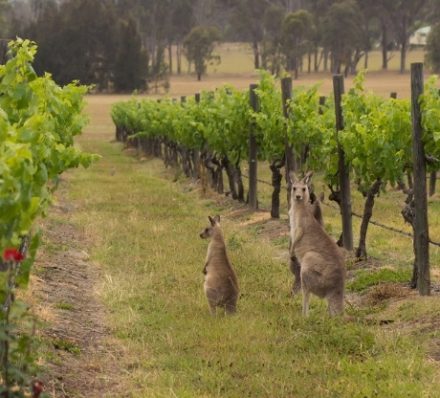 SYDNEY / HUNTER VALLEY Hunter Valley