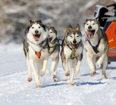 ICEHOTEL / Stockholm D4 Alaskan Husky Sledge