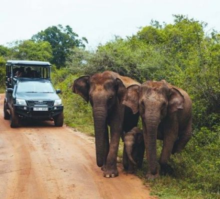 HATTON / YALA D5 Yala National Park Safari
