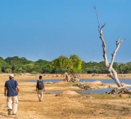YALA D6 Yala National Park