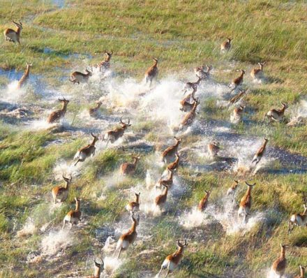 Savute / Okavango Delta