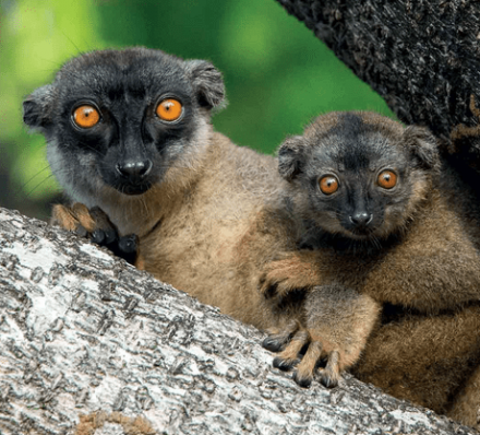 Antananarivo / Andasibe-Mantadia NP
