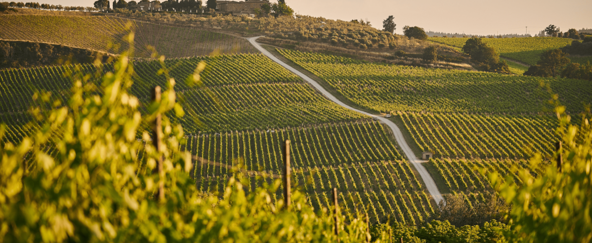 Overview of vineyard in Tuscany, Italy