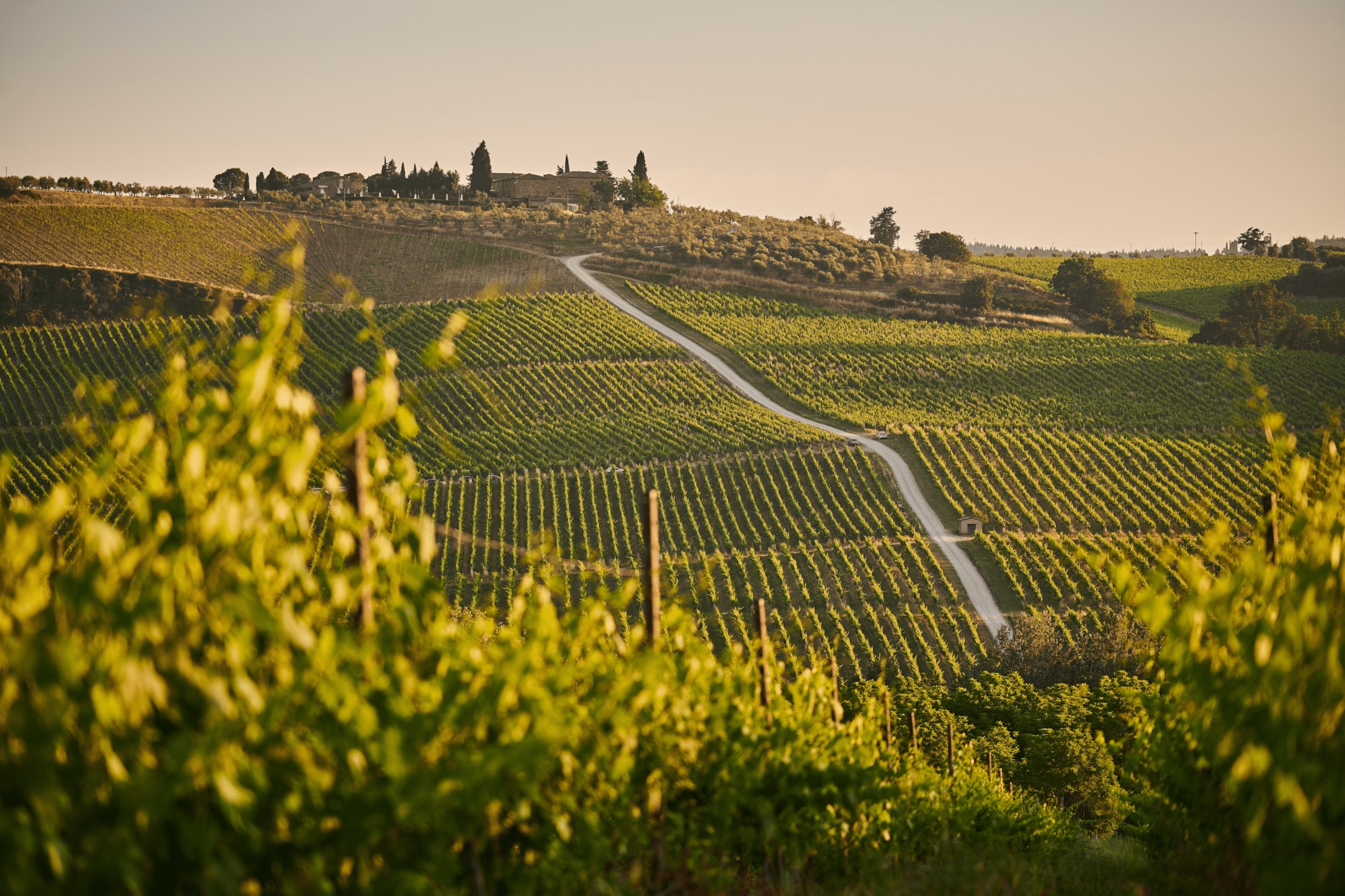 Overview of vineyard in Tuscany, Italy