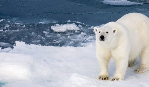10 DAYS SPITSBERGEN EXPLORER