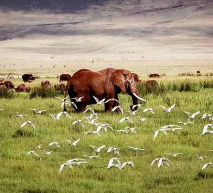 Arusha / Ngorongoro