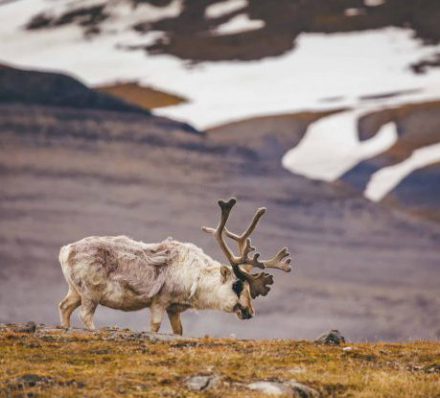 ARRIVAL IN LONGYEARBYEN