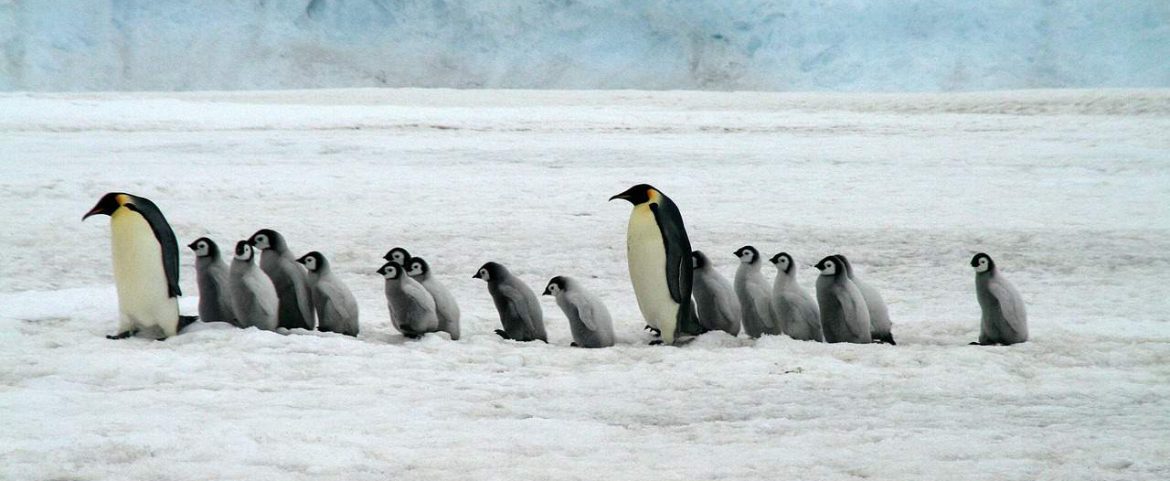 Emperor penguin with chicks in Antarctica