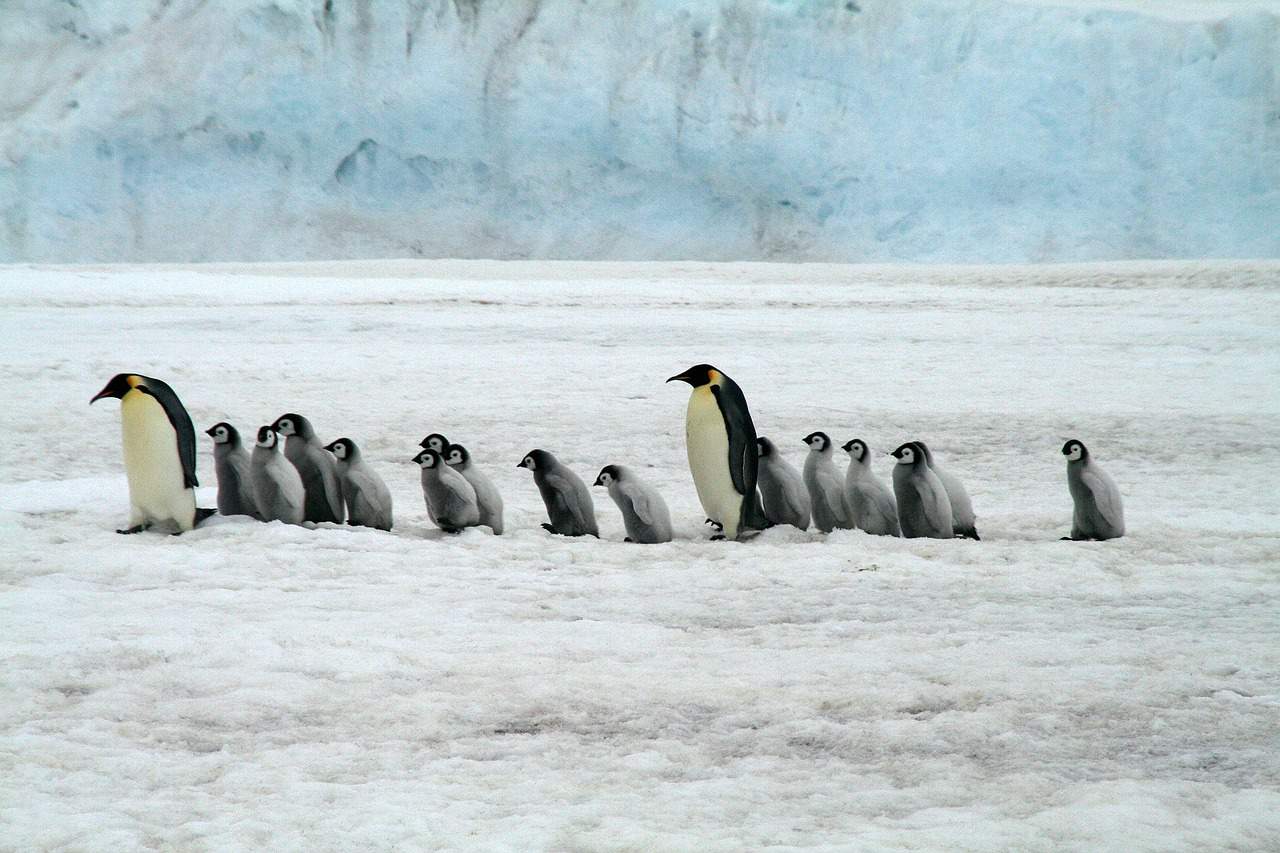 Emperor penguin with chicks in Antarctica