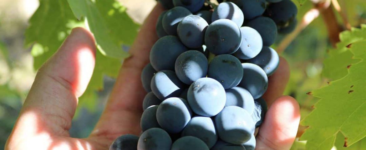Syrah Grapes