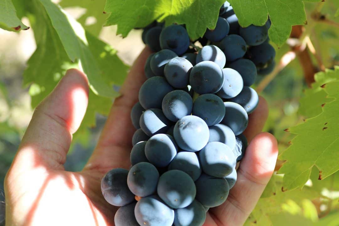 Syrah Grapes