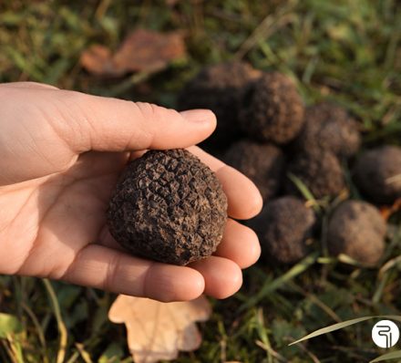 Nizza Monferrato Image of person hunting for truffles in Tuscany