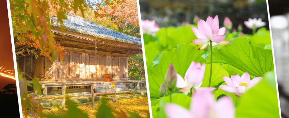 Japanese temple and lotus flower in Oita.