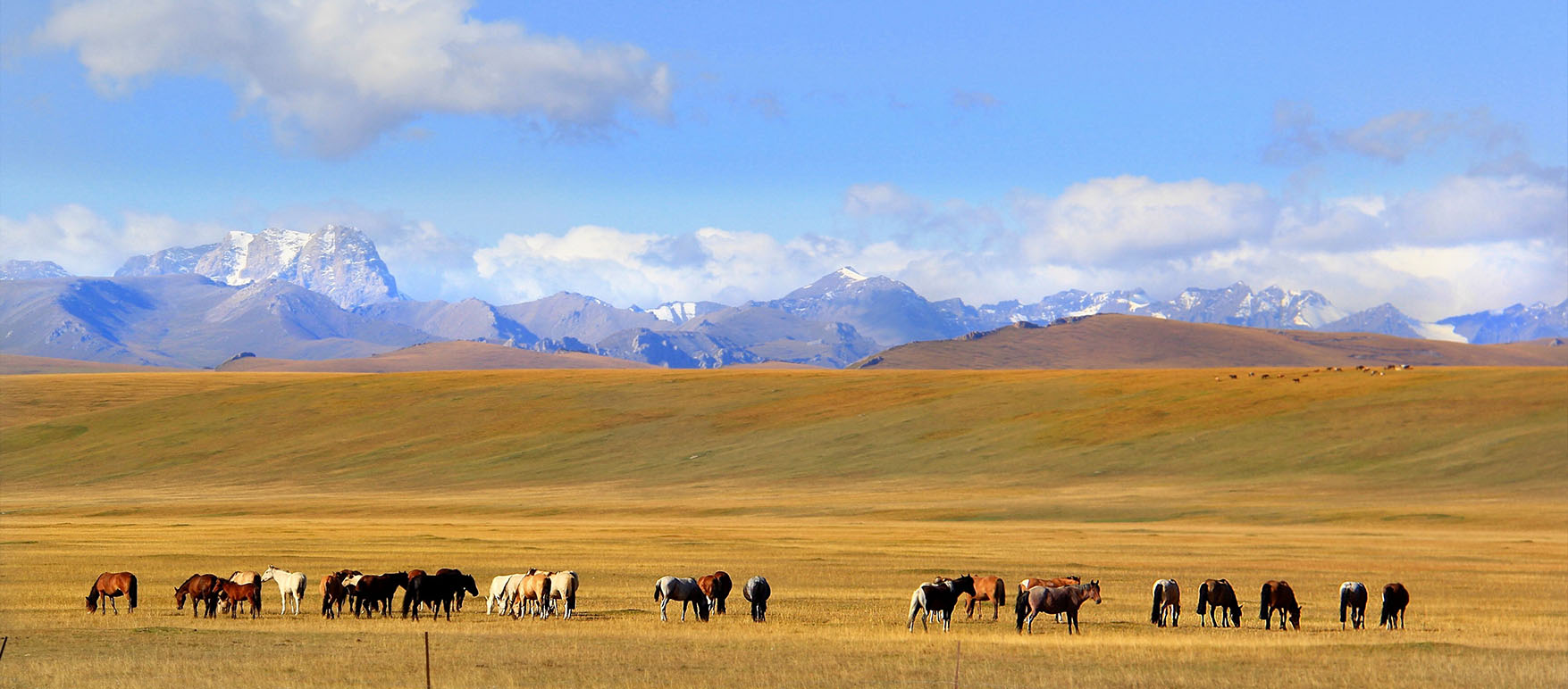 Horses with a background of mountains and clouds