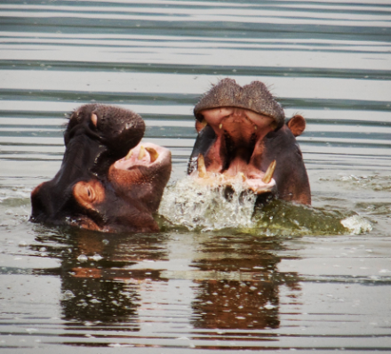 Kigali / Akagera National Park