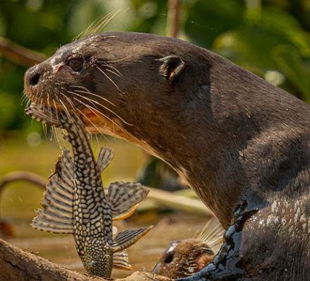 PANTANAL / SAO PAULO