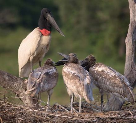 AMAZON / PANTANAL