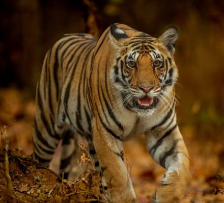 Kanha Tiger Reserve