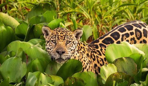 11D UNTAMED BRAZIL: AMAZON, PANTANAL & JAGUARLAND