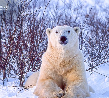Embarkation in Monte Carlo Polar Bears in Churchill Wild
