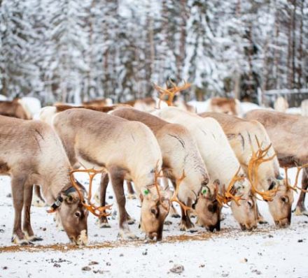 Helsinki / Rovaniemi