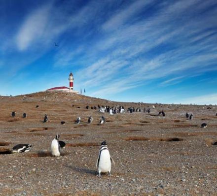 MAGDALENA ISLAND / PUNTA ARENAS