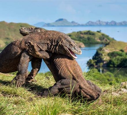 LABUAN BAJO / GILI LAWA ISLAND / RINCA ISLAND