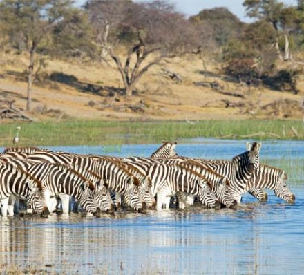 MAKGADIKGADI / DEPARTURE FROM MAUN