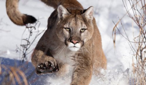 10 DAYS UNTAMED PATAGONIA: PUMA & KING PENGUIN