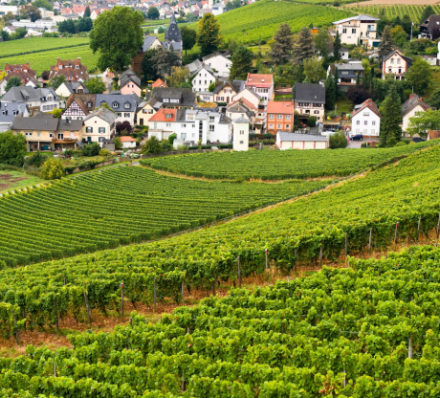 REMAGEN / RUDESHEIM / MANNHEIM / SPEYER
