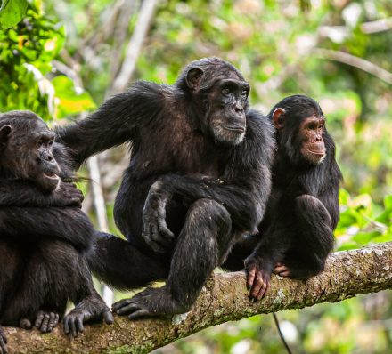 21 JUL 2026 (TUE) TARANGIRE NATIONAL PARK / RUBONDO ISLAND NATIONAL PARK