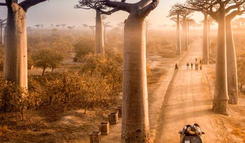 Madagascar Luxury Holidays – Lemurs, Baobabs & Remote Wilderness