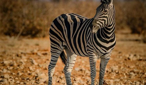 11 DAYS ULTIMATE SOUTHERN AFRICA EXPERIENCE