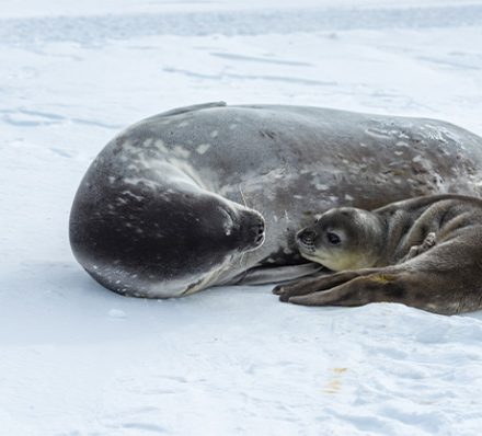 07 DEC 2026 (MON) PUERTO WILLIAMS / KING GEORGE ISLAND / ANTARCTICA