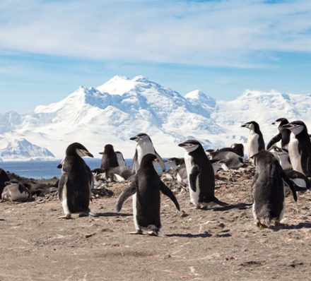 12 DEC 2026 (SAT) ANTARCTICA / SOUTH SHETLAND ISLANDS