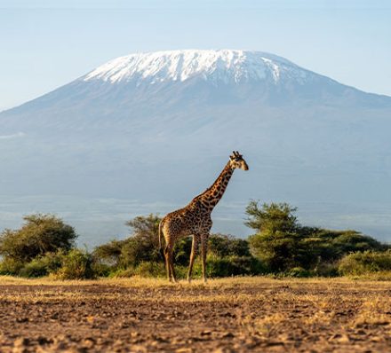26 JUL 2026 (SUN) SERENGETI / DEPARTURE FROM KILIMANJARO