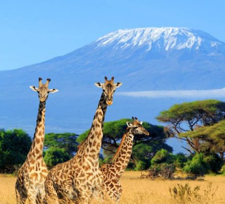 Nairobi / Amboseli