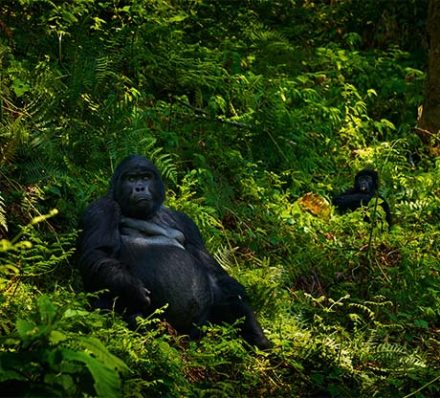 Bwindi NP