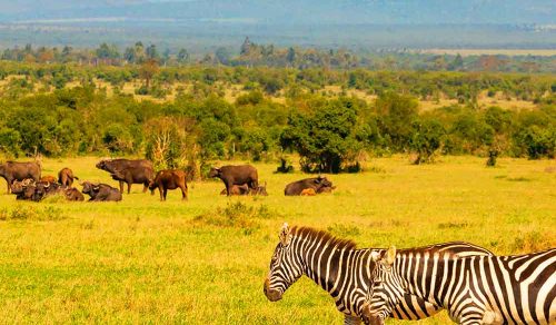 8 DAYS KENYA FAMILY SAFARI