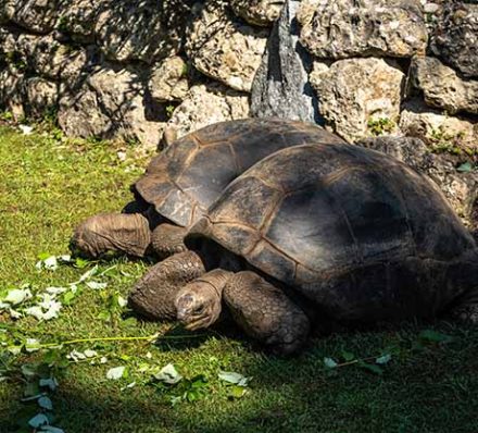 Curieuse & La Digue